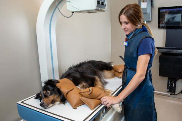 1- radiology dog