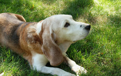 image for November is National Pet Cancer Awareness Month