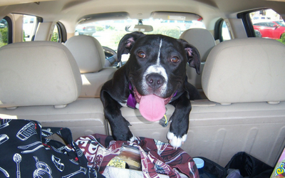 image for Summer Road Trips with Your Pet